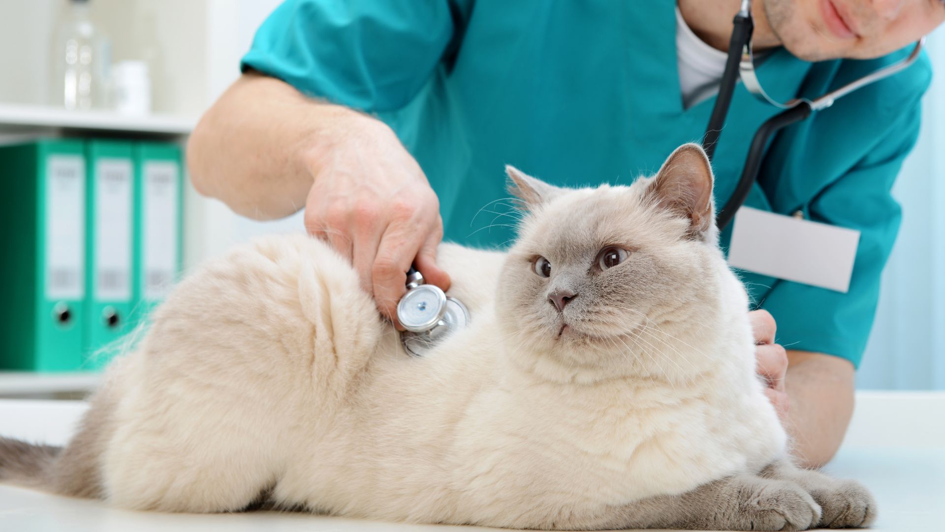 Sinais de que o pet precisa de check-up