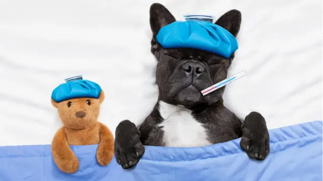 Atendimento de emergência na Cãovivência