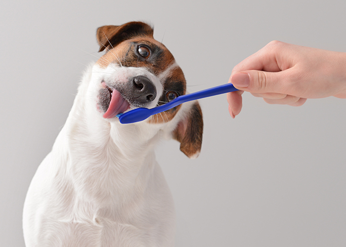 Saúde bucal dos pets