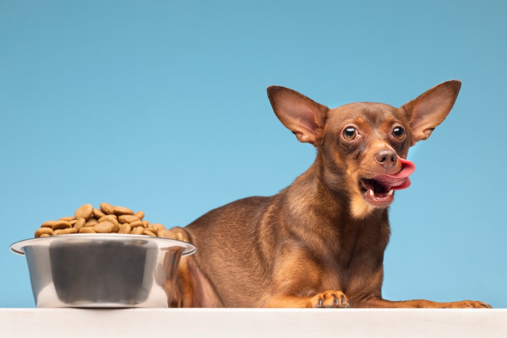 Alimentação saudável para pets